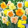 Narcissus Bulb Split Corona Butterfly Mixture Daffodil