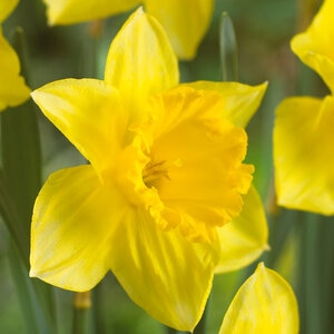 Narcissus Bulb Large Cup Carlton Daffodil