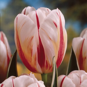 Tulipa Bulb Triumph Carnaval De Rio Tulip