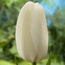 Tulipa Bulb Single Late Catherina Tulip