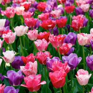 Tulipa Bulb Triumph Changing Colors Mixture Tulip