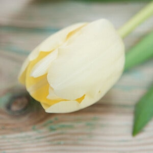 Tulipa Bulb Triumph Cheers Tulip Each