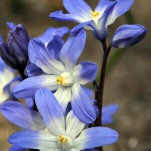 Chiondoxa Bulb Gigantea Luciliae Glory of the Snow