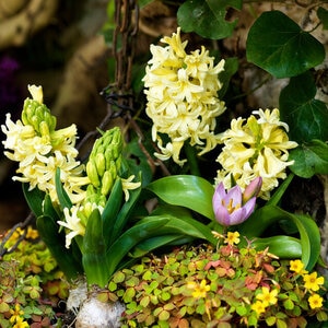 Hyacinthus Bulb Orientalis City of Haarlem Hyacinth