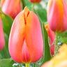 Tulipa Bulb Single Late Dordogne Tulip