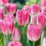 Tulipa Bulb Triumph Dynasty Tulip
