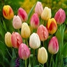 Tulipa Bulb Triumph Easter Egg Mixture Tulip