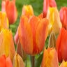 Tulipa Bulb Single Late El Nino Tulip