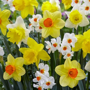 Narcissus Bulb Portfolio Exhibition Mixture Daffodil