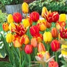 Tulipa Bulb All Season Fire Glow Mixture Tulip