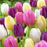 Tulipa Bulb Triumph Flag Mixture Tulip