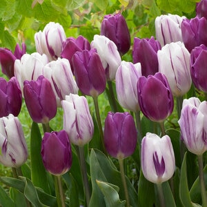 Tulipa Bulb Triumph Flaming Purple Mixture Tulip