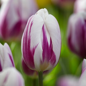 Tulipa Bulb Triumph Flaming Flag Tulip