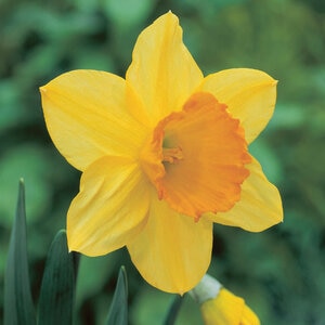Narcissus Bulb Large Cup Fortune Daffodil