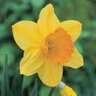 Narcissus Bulb Large Cup Fortune Daffodil