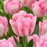 Tulipa Bulb Double Early Foxtrot Tulip