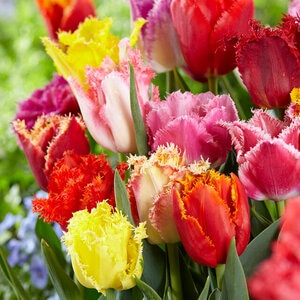 Tulipa Bulb Fringed Mixture Tulip
