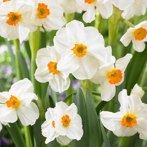 Narcissus Bulb Bunch Flowering Geranium Daffodil