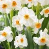 Narcissus Bulb Bunch Flowering Geranium Daffodil