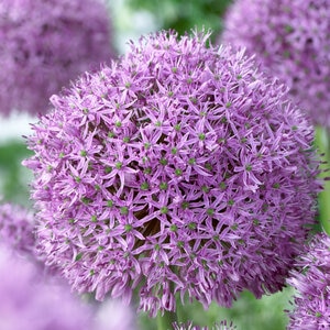 Allium Bulb Giganteum Gladiator Ornamental Onion