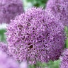 Allium Bulb Giganteum Gladiator Ornamental Onion