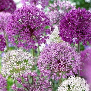 Allium Bulb Giganteum Giant Mixture Ornamental Onion