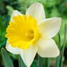Narcissus Bulb Trumpet Goblet Daffodil