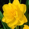 Narcissus Bulb Double Golden Ducat Daffodil