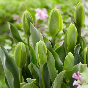 Tulipa Bulb Viridiflora Green Power Tulip