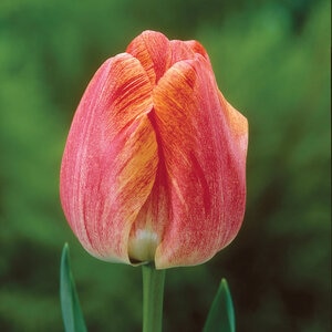 Tulipa Bulb Double Late Gudoshnik Tulip