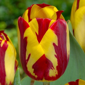 Tulipa Bulb Single Late Helmar Tulip