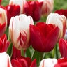 Tulipa Bulb Triumph Holiday Mixture Tulip