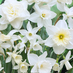 Narcissus Bulb All Season Holland Mixture Daffodil