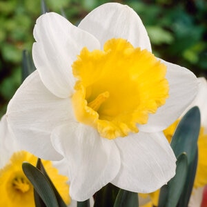 Narcissus Bulb Large Trumpet Holland Sensation Daffodil