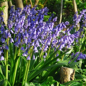 Hyacinthoides Bulb Hispanica Excelsior Blue Spanish Bluebells
