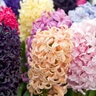 Hyacinthus Bulb Orientalis All Scent Mixture Hyacinth