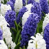 Hyacinthus Bulb Orientalis Crave The Waves Mixture Hyacinth