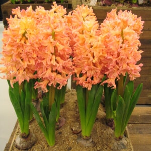 Hyacinthus Bulb Orientalis Gypsy Queen Hyacinth