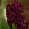 Hyacinthus Bulb Orientalis Woodstock Hyacinth