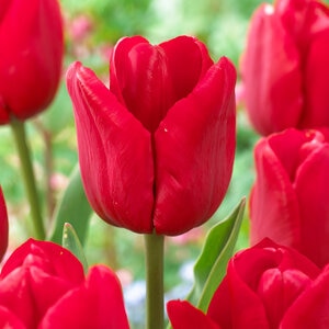 Tulipa Bulb Triumph Ile De France Tulip