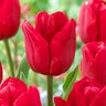 Tulipa Bulb Triumph Ile De France Tulip