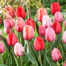 Tulipa Bulb Darwin Hybrid Impression Mixture Tulip