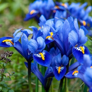 Iris Bulb Reticulata Dwarf Iris