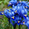 Iris Bulb Reticulata Dwarf Iris