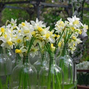 Narcissus Bulb Miniature Jack Snipe Rockgarden Daffodil