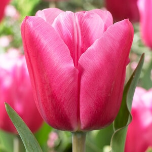 Tulipa Bulb Triumph Jumbo Pink Tulip