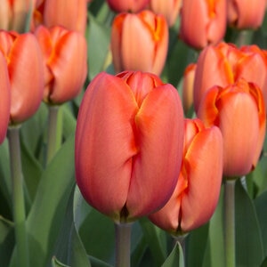 Tulipa Bulb Darwin Hybrid Triple A Tulip