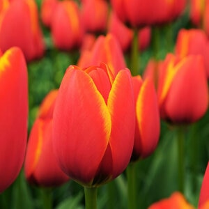 Tulipa Bulb Darwin Hybrid Worlds Favorite Tulip