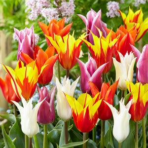 Tulipa Bulb Lily Flowering Mixture Tulip