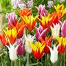 Tulipa Bulb Lily Flowering Mixture Tulip